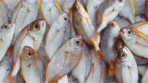 pagella fish|8 fish you'll find in Malta (& their names in Maltese).